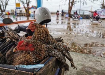 Tingginya Pasokan Hewan Ternak ke Kepri Jadi Dasar Penyusunan Ranperda Peternakan dan Kesehatan Hewan